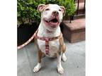 Adopt Jolly a Mixed Breed (Large) / Mixed dog in New York, NY (39071081)