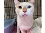 Adopt Dolly Purton a White Domestic Shorthair / Mixed cat in Rockwall