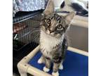 Adopt Solomon a Brown or Chocolate Domestic Mediumhair / Mixed cat in Kanab