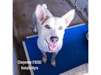 Adopt Cheyenne a White - with Tan, Yellow or Fawn Australian Cattle Dog /