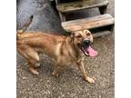 Adopt Pasta Salad AKA Marco a Tan/Yellow/Fawn Mixed Breed (Medium) / Mixed dog