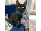 Adopt Iris a All Black Domestic Shorthair / Mixed cat in Morgan Hill