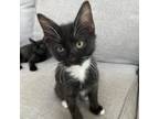 Adopt Rory a All Black Domestic Mediumhair / Mixed cat in Morgan Hill