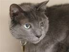 Adopt SASQUATCH a Gray or Blue Domestic Mediumhair / Mixed (medium coat) cat in