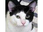 Adopt Bowie a Black & White or Tuxedo Domestic Shorthair / Mixed (short coat)
