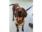 Adopt Lorelai a Hound (Unknown Type) / Mixed dog in Portsmouth, VA (39053700)