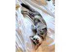 Adopt Bella Ella a Brown or Chocolate Domestic Shorthair (short coat) cat in