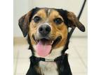 Adopt Rudy a Beagle / Mixed dog in Osage Beach, MO (38967966)