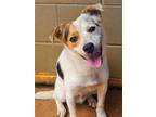 Adopt SPECKS a White Australian Cattle Dog / Mixed dog in Athens, AL (39049596)