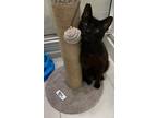 Adopt Oliver a All Black Domestic Shorthair / Mixed (short coat) cat in Spring
