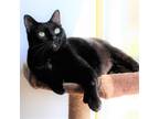 Adopt Jet a All Black Domestic Shorthair / Mixed cat in Michigan City