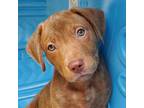 Adopt Currituck (Tuck) a Brown/Chocolate Mixed Breed (Medium) / Mixed dog in