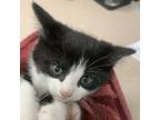 Adopt Zarina a Domestic Mediumhair / Mixed cat in Salisbury, MD (39051499)