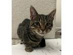 Adopt Quincy a Domestic Short Hair