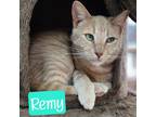Adopt Remy AKA Chief a Domestic Shorthair / Mixed (short coat) cat in Jim