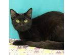 Adopt Silvina a All Black Domestic Shorthair / Mixed cat in Bristol