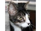 Adopt Kitty - Bonded Buddy With - Koko a Domestic Shorthair / Mixed cat in Des