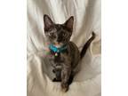 Adopt Tigress a All Black Domestic Shorthair / Domestic Shorthair / Mixed cat in