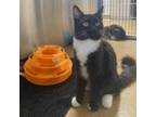 Adopt Avery a All Black Domestic Shorthair / Mixed cat in Riverside