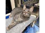 Adopt Vincent a Gray or Blue Domestic Shorthair / Mixed cat in Riverside