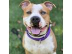 Adopt Zeus a Red/Golden/Orange/Chestnut American Staffordshire Terrier / Mixed