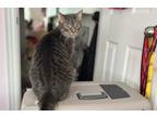 Adopt Little Girl a Gray, Blue or Silver Tabby Domestic Shorthair (short coat)