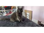 Adopt Mademosielle a Gray or Blue Domestic Mediumhair (medium coat) cat in