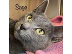 Adopt Sage a Gray or Blue Russian Blue / Mixed cat in Madisonville