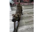 Adopt Cosmo a Brindle Terrier (Unknown Type, Medium) / Plott Hound / Mixed dog