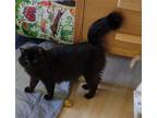 Adopt Fluffy a All Black Domestic Mediumhair / Mixed cat in Battle Ground