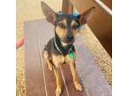 Adopt Peppa a Black Manchester Terrier / Miniature Pinscher / Mixed dog in