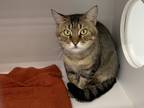 Adopt Zia a Brown or Chocolate Domestic Shorthair / Domestic Shorthair / Mixed