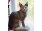 Adopt Prissy 082123 a White Domestic Mediumhair / Domestic Shorthair / Mixed cat