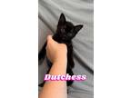 Adopt Dutchess a All Black Domestic Mediumhair / Mixed (medium coat) cat in