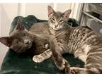 Adopt Milo & Ottis a Gray or Blue Russian Blue / Mixed (short coat) cat in Long