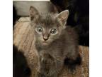 Adopt Poppy_4 a Gray or Blue Domestic Shorthair / Mixed cat in Sand Springs