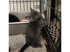 Adopt Poppy_3 a All Black Domestic Shorthair / Mixed cat in Sand Springs