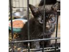 Adopt Poppy_2 a All Black Domestic Shorthair / Mixed cat in Sand Springs