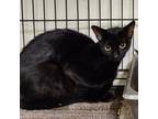 Adopt Poppy a All Black Domestic Shorthair / Mixed cat in Sand Springs