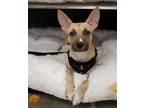 Adopt Lily a Tan/Yellow/Fawn - with Black Shepherd (Unknown Type) / Black Mouth
