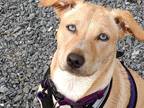 Adopt Lilly a Tan/Yellow/Fawn Australian Shepherd / Golden Retriever / Mixed dog