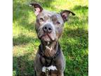 Adopt Max a American Staffordshire Terrier