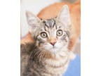 Adopt Cinder a Brown or Chocolate Domestic Shorthair / Domestic Shorthair /