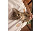 Adopt Zucchini a Gray, Blue or Silver Tabby Domestic Shorthair cat in New York