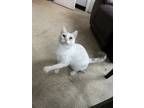 Adopt AC - Stew a White Domestic Shorthair (short coat) cat in Brewster