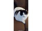 Adopt Domino- CP a Black & White or Tuxedo Domestic Mediumhair (medium coat) cat