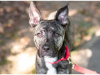 Adopt Sasha a Brindle Mixed Breed (Large) / Mixed dog in West Chester