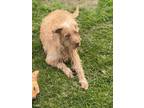 Adopt Coffee a Wirehaired Terrier