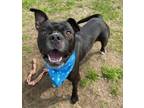 Adopt Gator a Pit Bull Terrier, Mixed Breed