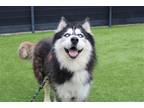 Adopt MULDER a Black Siberian Husky / Mixed dog in Tustin, CA (39009291)